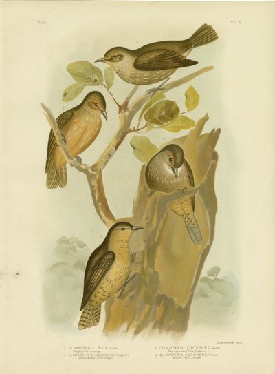 Rufous Treecreeper、1891 作： Gracius Broinowski